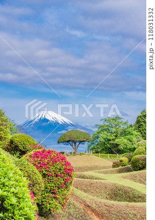 【静岡県】ツツジ咲く山中城址公園、後方に富士山 118031332