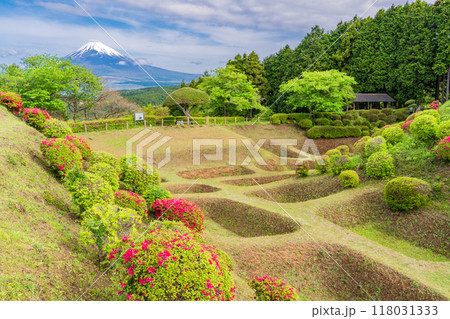 【静岡県】ツツジ咲く山中城址公園、後方に富士山 【静岡県】ツツジ咲く山中城址公園、後方に富士山 118031333