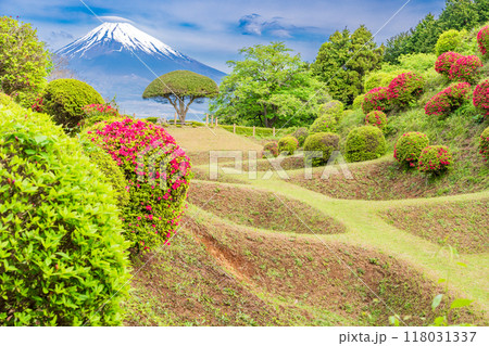 【静岡県】ツツジ咲く山中城址公園、後方に富士山 118031337