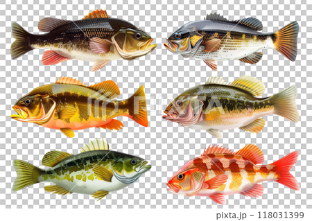 Six detailed illustrations of various North American bass species, showcasing their vibrant colors and unique patterns. Food. Fish. 118031399