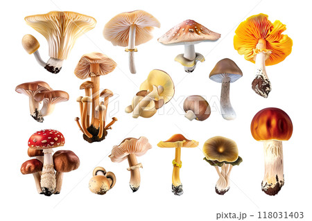 A detailed collection of realistic mushrooms showcasing various species with diverse shapes, sizes, and colors, perfect for botanical and culinary designs. Food. A detailed collection of realistic mushrooms showcasing various species with diverse shapes, sizes, and colors, perfect for botanical and culinary designs. Food. 118031403