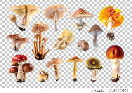 A detailed collection of realistic mushrooms showcasing various species with diverse shapes, sizes, and colors, perfect for botanical and culinary designs. Food. A detailed collection of realistic mushrooms showcasing various species with diverse shapes, sizes, and colors, perfect for botanical and culinary designs. Food. 118031403