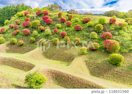 【静岡県】ツツジが咲いた、山中城址公園の障子堀 【静岡県】ツツジが咲いた、山中城址公園の障子堀 118031560
