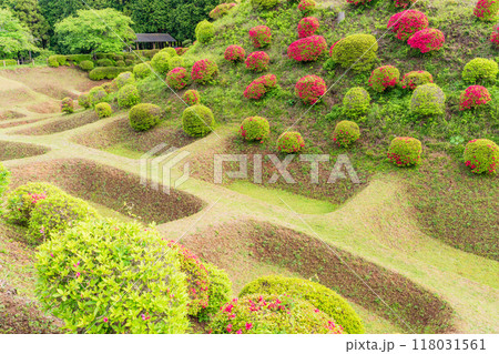 【静岡県】ツツジが咲いた、山中城址公園の障子堀 118031561