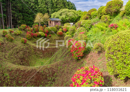 【静岡県】ツツジが咲いた、山中城址公園の畝堀 118031621