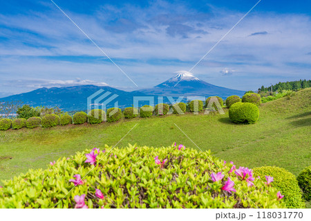【静岡県】ツツジ咲く山中城址公園、後方に富士山 118031770
