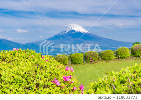 【静岡県】ツツジ咲く山中城址公園、後方に富士山 【静岡県】ツツジ咲く山中城址公園、後方に富士山 118031773