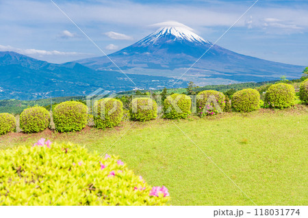 【静岡県】ツツジ咲く山中城址公園、後方に富士山 118031774