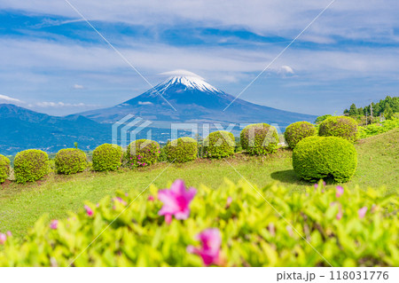 【静岡県】ツツジ咲く山中城址公園、後方に富士山 【静岡県】ツツジ咲く山中城址公園、後方に富士山 118031776