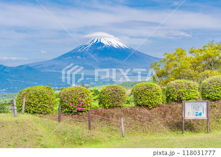 【静岡県】ツツジ咲く山中城址公園、後方に富士山 【静岡県】ツツジ咲く山中城址公園、後方に富士山 118031777