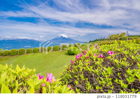 【静岡県】ツツジ咲く山中城址公園、後方に富士山 【静岡県】ツツジ咲く山中城址公園、後方に富士山 118031779