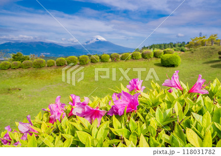 【静岡県】ツツジ咲く山中城址公園、後方に富士山 118031782