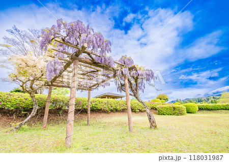 【静岡県】フジの花咲く山中城址公園 118031987
