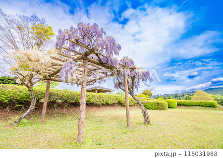 【静岡県】フジの花咲く山中城址公園 【静岡県】フジの花咲く山中城址公園 118031988