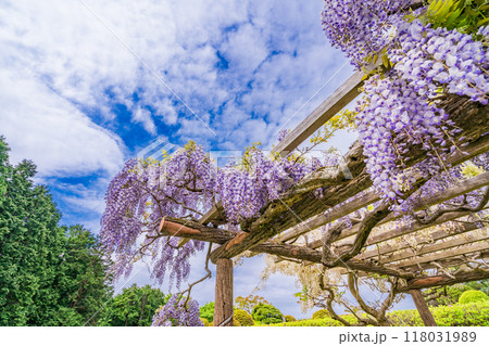 【静岡県】フジの花咲く山中城址公園 【静岡県】フジの花咲く山中城址公園 118031989