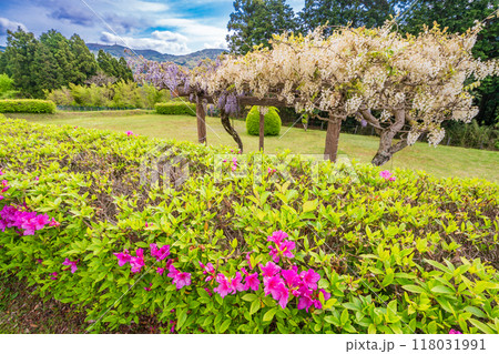 【静岡県】フジの花咲く山中城址公園 118031991