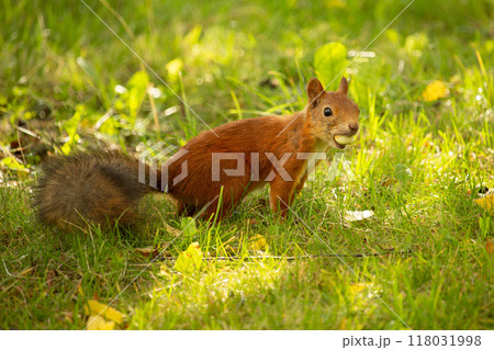 Close up of a red squirrel (Sciurus vulgaris) 118031998