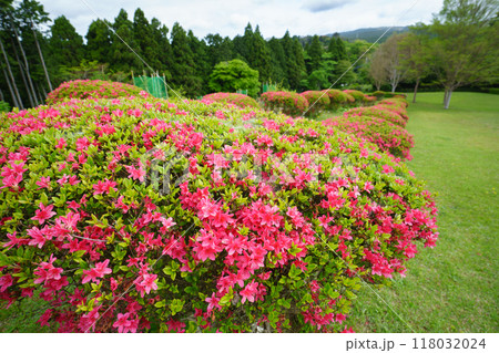 【静岡県】ツツジの花が美しい、山中城址公園・遊歩道 118032024