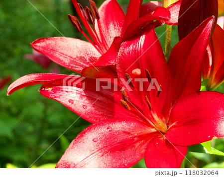 赤い百合の花 赤い百合の花 118032064