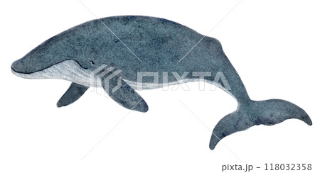 絵本風のシロナガスクジラの手描きのイラスト 絵本風のシロナガスクジラの手描きのイラスト 118032358