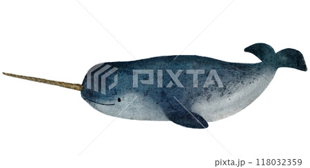 絵本風のイッカクの手描きのイラストのイラスト素材 [118032359] - PIXTA