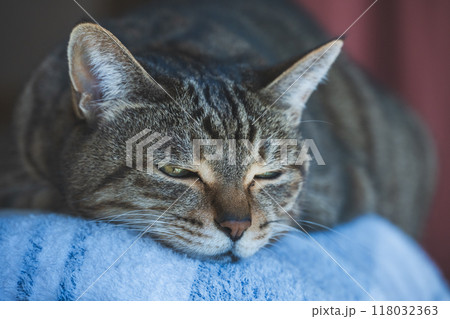 眠る猫 118032363