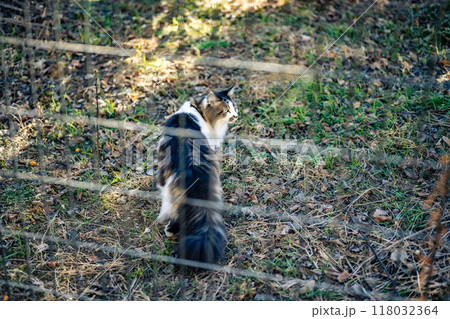 見つめる猫 118032364