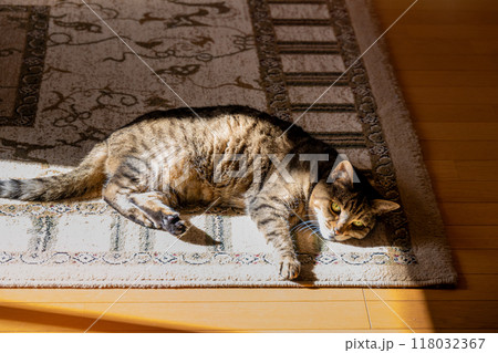 寝転んだまま寝そべる猫 118032367