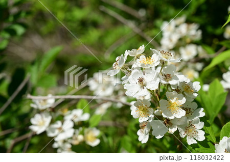 ノイバラ 野茨(バラ科)の花 ノイバラ 野茨(バラ科)の花 118032422