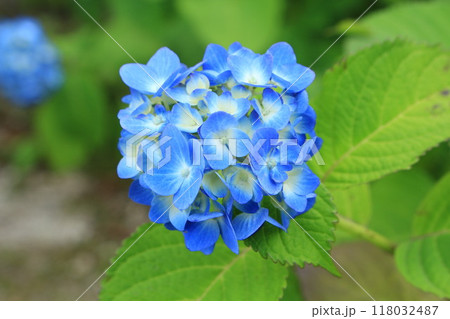 青い紫陽花さんを撮影しました。 118032487