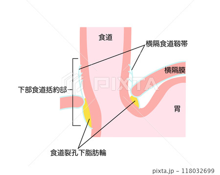 消化器の解剖生理　下部食道括約部 118032699