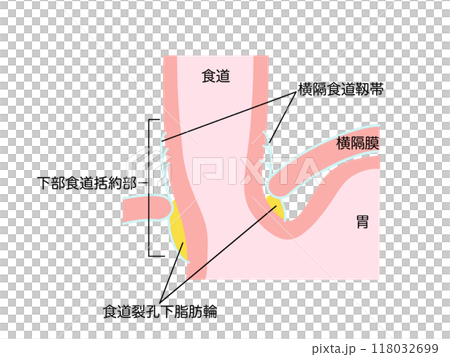 消化器の解剖生理　下部食道括約部 118032699