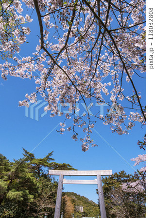 春の伊勢神宮の風景　桜と宇治橋と鳥居の風景　伊勢神宮内宮の桜　伊勢志摩観光スポット 118032808