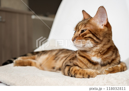 A Bengal cat rests on a chair A Bengal cat rests on a chair 118032811