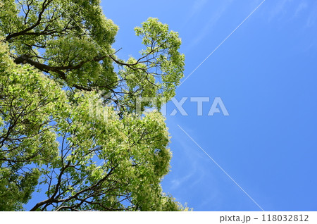 クスノキ（クスノキ科・クスノキ属）の小花 118032812