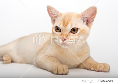 Red Burmese kitten on white background. 118032841