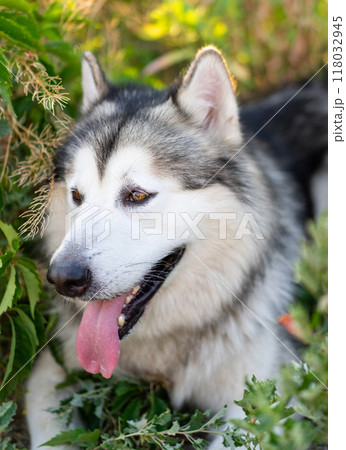 Summer husky portrait Summer husky portrait 118032945