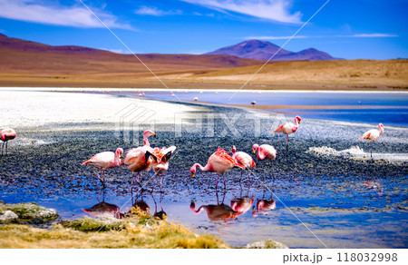 Pink flamingos at exciting lagoon in Bolivia Pink flamingos at exciting lagoon in Bolivia 118032998