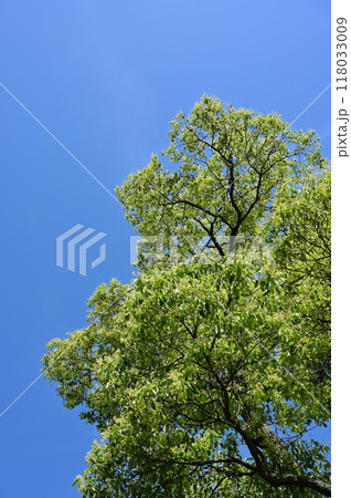 クスノキ（クスノキ科・クスノキ属）の小花 118033009