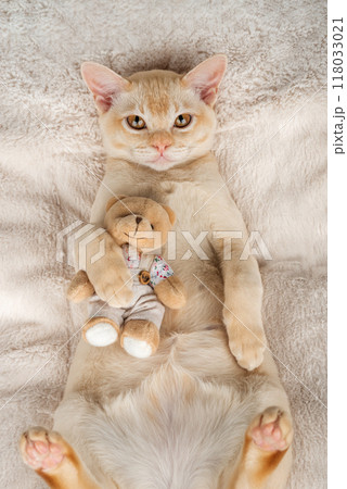 Kitten lies on a cozy blanket hugging a toy. 118033021