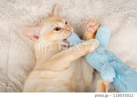 Kitten lies on a cozy blanket, hugging a toy. Kitten lies on a cozy blanket, hugging a toy. 118033022