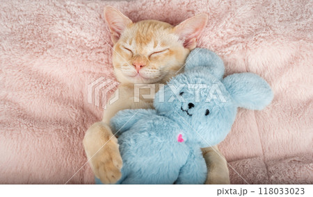 Kitten sleeping on a cozy blanket hugging a toy. 118033023