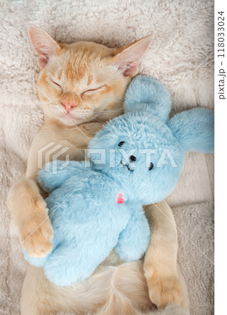 Kitten sleeping on a cozy blanket hugging a toy. 118033024