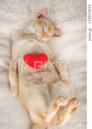 Red Burmese kitten sleeps sweetly with a red plush heart. 118033028