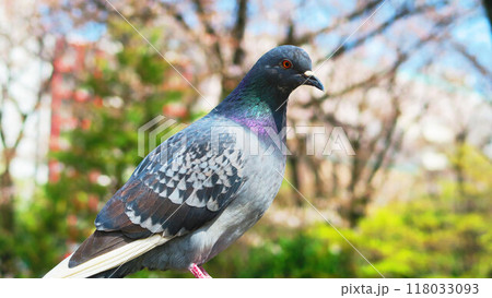 公園の鳩(ドバト、カワラバト)のいる風景 公園の鳩(ドバト、カワラバト)のいる風景 118033093