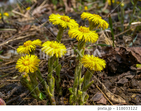 Coltsfoot (Tussilago farfara), a medicinal plant that blooms in early spring 118033122