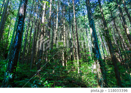 深い森の中 118033396