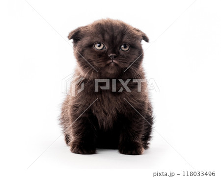 Cute furry dark kitten looking aside isolated 118033496