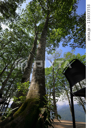 木々の間から見える青空 118033558