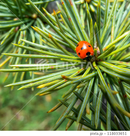 Lady beetles (Coccinella septempunctata), beetle sits among the needles of a coniferous plant 118033651